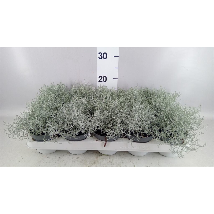 <h4>Leucophyta brownii</h4>