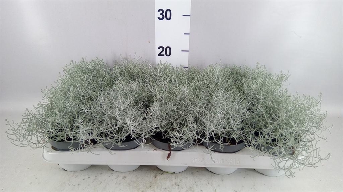 <h4>Leucophyta brownii</h4>