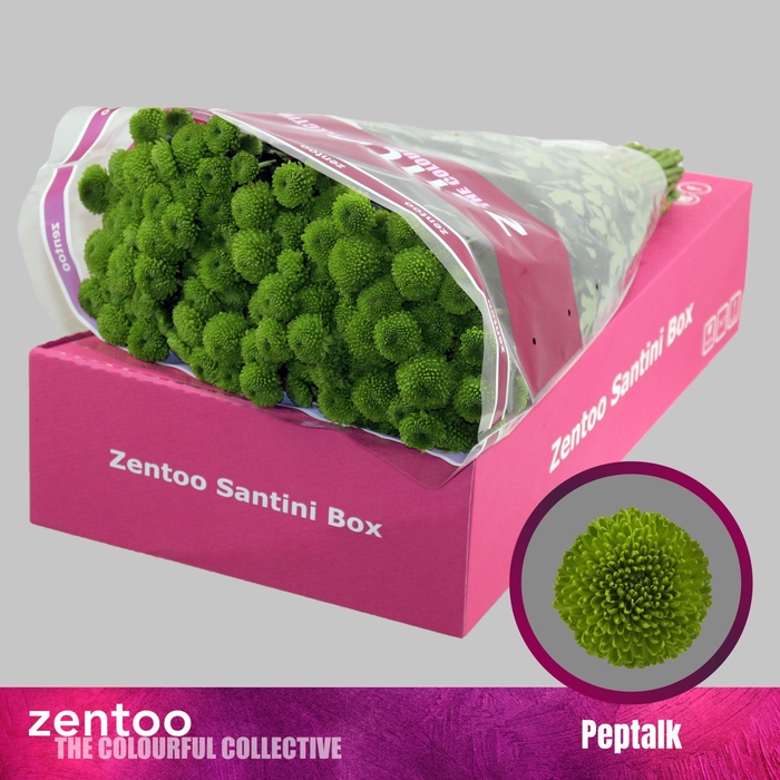 <h4>Chrysanthemum SA 'Peptalk'</h4>