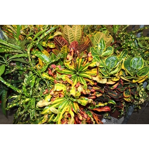 CROTON HIB VARIADO P24