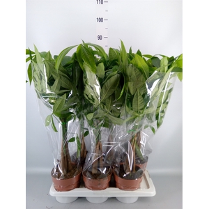 Pachira aquatica