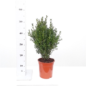 Buxus sempervirens 30-40cm struik