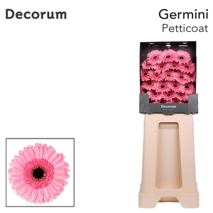 Germini Petticoat Diamond