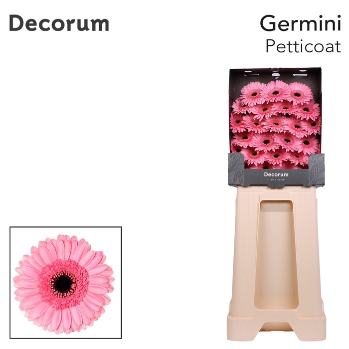 <h4>Germini Petticoat Diamond</h4>