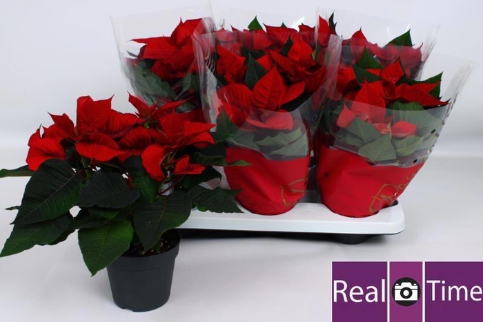 <h4>EUPHOR P CHR EVE</h4>