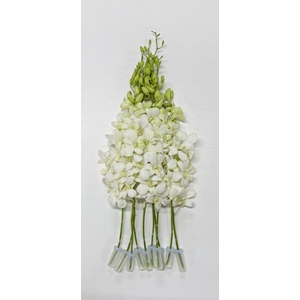 DENDR M POMP WIT BIG WHITE -WHB5NL-