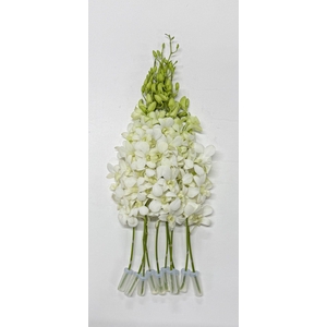 DENDR M POMP WIT BIG WHITE -WHB5-M-