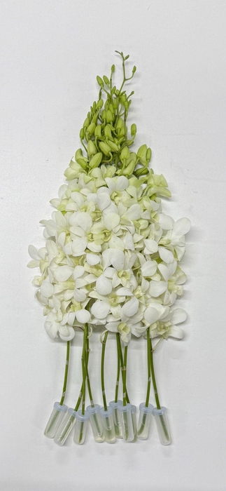 <h4>DENDR M POMP WIT BIG WHITE -WHB5NL-</h4>