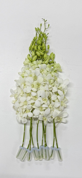 <h4>DENDR M POMP WIT BIG WHITE -WHB5-L-</h4>