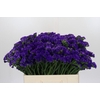 Limonium Navy Sun Birds
