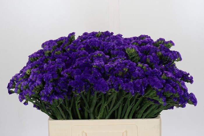 <h4>Limonium Navy Sun Birds</h4>