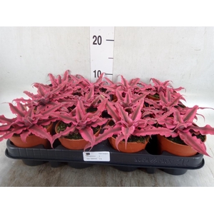 Cryptanthus  'Rubin Star'