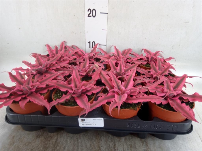 <h4>Cryptanthus  'Rubin Star'</h4>