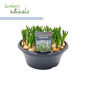 Muscari  'Manon'