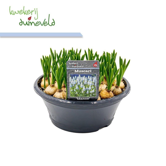 <h4>Muscari  'Manon'</h4>