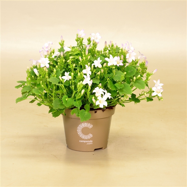 <h4>Campanula Porto Ice White</h4>