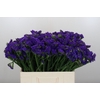 Limonium sinuatum Navy Sun Birds