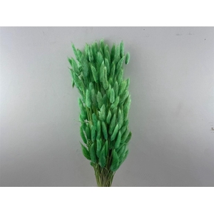 Dried Lagurus X5 Bl Light Green Bunch