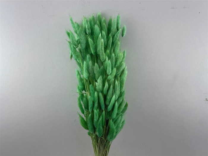 Dried Lagurus X5 Bl Light Green Bunch