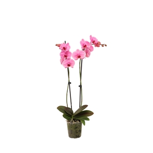 Phal I Am Pink 2T14+