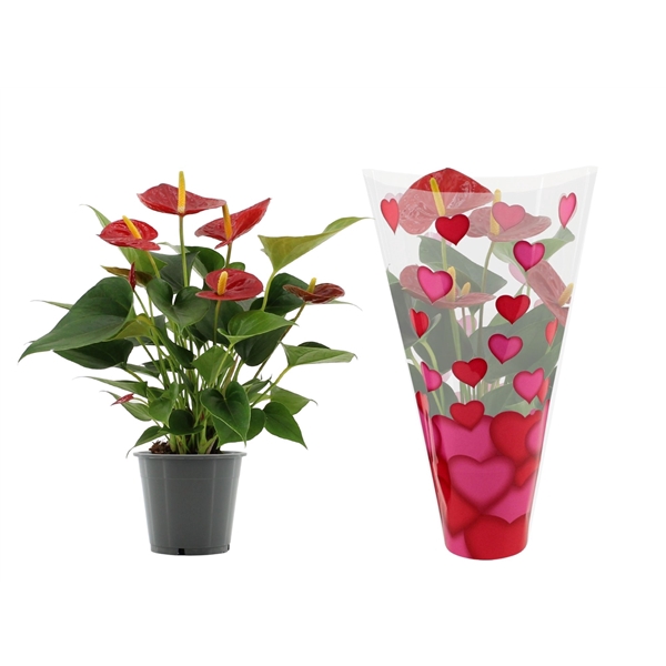 <h4>Anthurium Diamond Red in heart sleeve Lilly</h4>