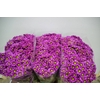 CHR S MAD JOMBE PURP