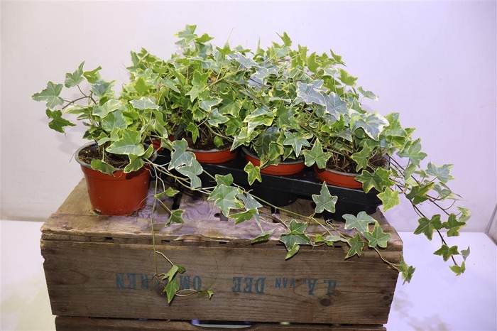 <h4>arr8 Hed He Goldchild</h4>