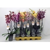 Phal Gem