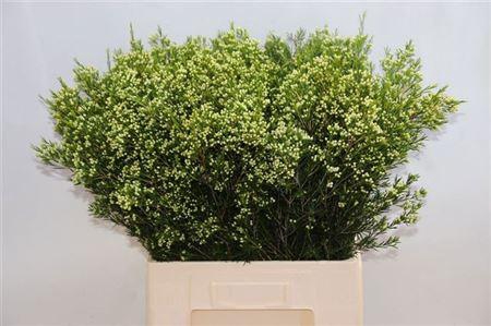 <h4>Chame Un Eve</h4>