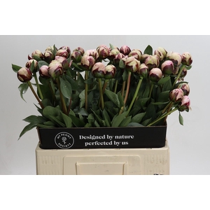 Paeonia Lact. Reine Hortense