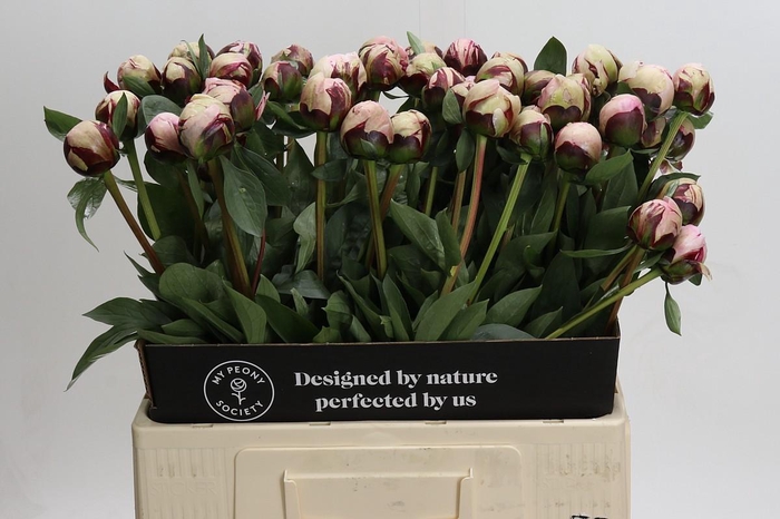 <h4>Paeonia Reine Hortense</h4>