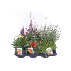 Vaste planten mix in tray