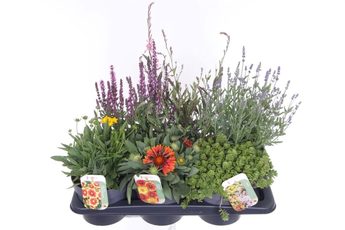 <h4>Vaste planten mix in tray</h4>