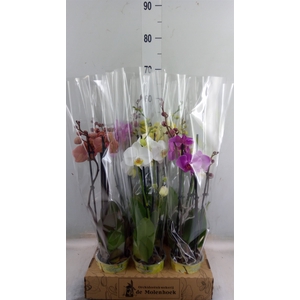 Phalaenopsis   ...mix  4