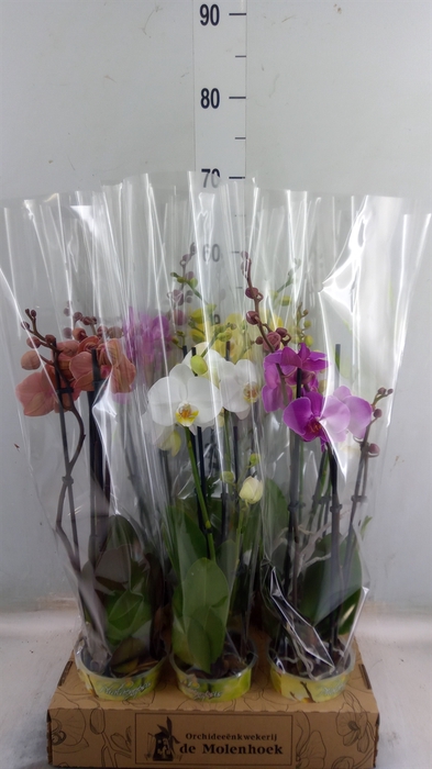 <h4>Phalaenopsis   ...mix  4</h4>