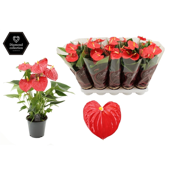 <h4>Anthurium 12 cm Esudo in Couture Diamond Line Purple sleeve</h4>