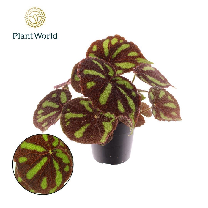 <h4>Begonia Masoniana Boulder</h4>