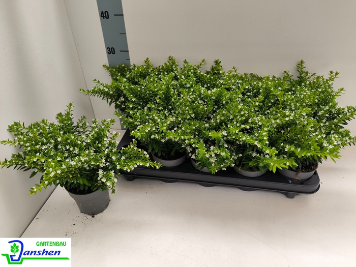 <h4>CUPH HYSSOPIFOLIA</h4>