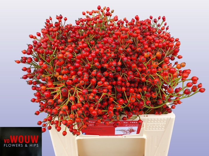 <h4>ROSA PLENTY</h4>