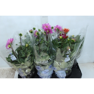 DAHLIA XXL P15