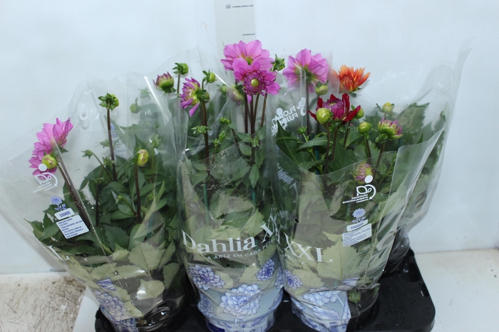 <h4>DAHLIA XXL P15</h4>