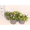 Viola cornuta 19 cm mix Yellow, Honeybee, Lavender Pink