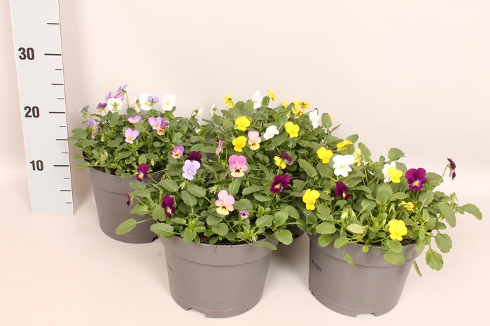 <h4>Viola cornuta 19 cm mix Diverse soorten</h4>