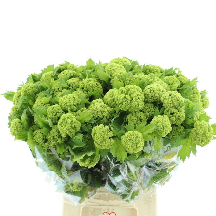 <h4>VIBURNUM ROSEUM ST</h4>