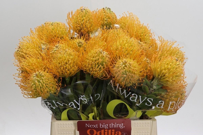 <h4>LEUCO JELENA</h4>