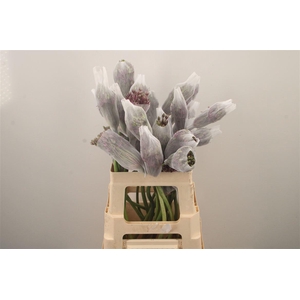 Allium Mercurius Creatief Gevormd