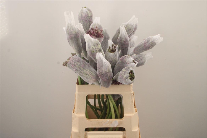 <h4>Allium Mercurius Creatief Gevormd</h4>