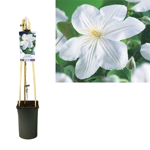 Clematis 'Madame Le Coultre' +light label