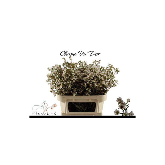 <h4>Chame Un Dor</h4>