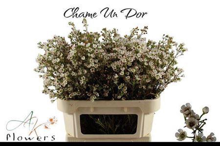 <h4>Chame Un Dor</h4>